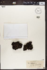 Cladonia crispata image