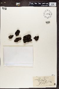 Cladonia crispata image