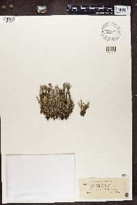 Cladonia squamosa image