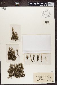 Cladonia squamosa image