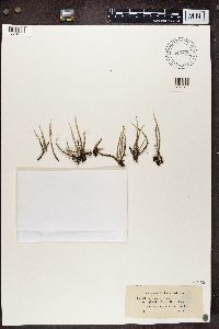 Cladonia cornuta image