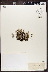 Cladonia phyllophora image