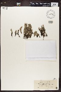 Cladonia phyllophora image