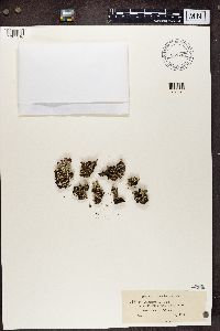 Cladonia coccifera image