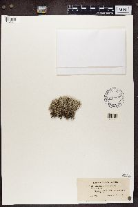 Cladina arbuscula subsp. mitis image
