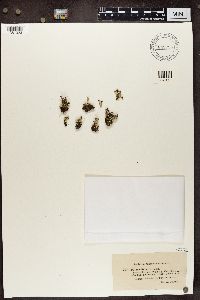 Cladonia coccifera image