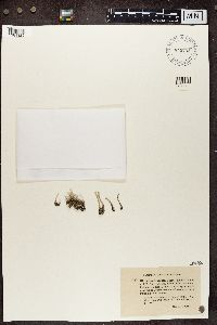 Cladonia subulata image