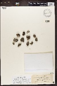 Cladonia symphycarpia image