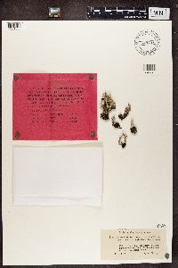 Cladonia verticillata image