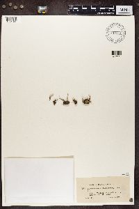 Cladonia decorticata image