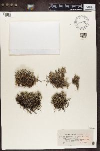 Cladina arbuscula subsp. mitis image