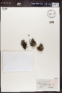 Cladonia gracilis image