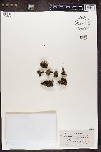 Cladonia chlorophaea image