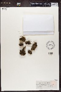 Cladonia chlorophaea image