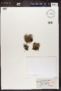 Cladonia furcata image