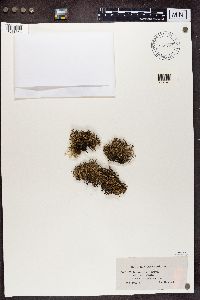 Cladonia furcata image