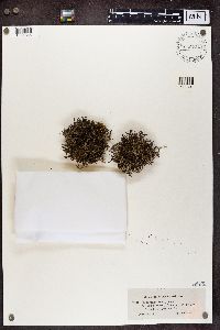 Cladonia furcata image