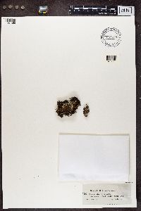 Cladonia pleurota image