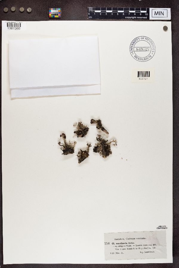 Cladonia macilenta image