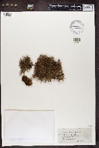 Cladonia furcata image