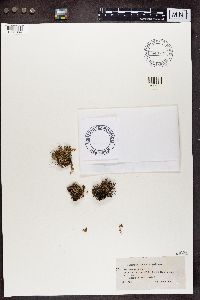 Cladonia crispata image