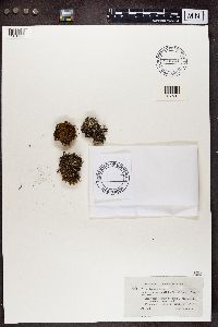 Cladonia crispata image