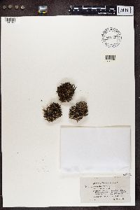 Cladonia crispata image