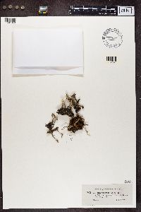 Cladonia subulata image