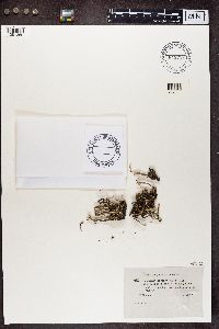 Cladonia subulata image