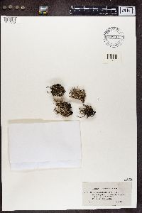 Cladonia subulata image