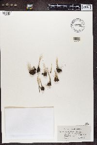 Cladonia subulata image