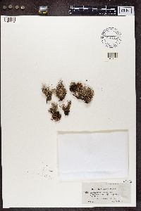 Cladonia squamosa image