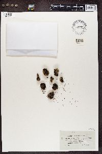 Cladonia verticillata image