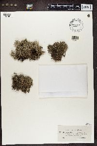 Cladonia portentosa image