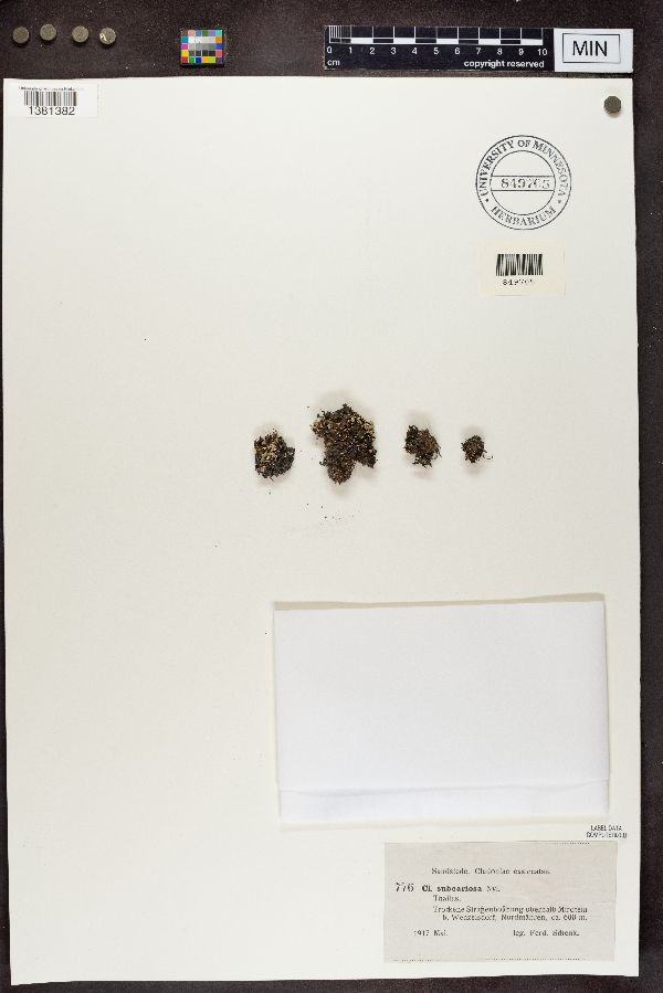 Cladonia subcariosa image