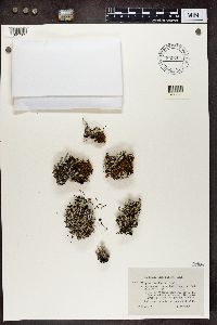 Cladonia pleurota image