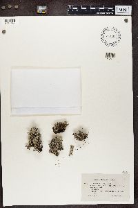 Cladonia pleurota image