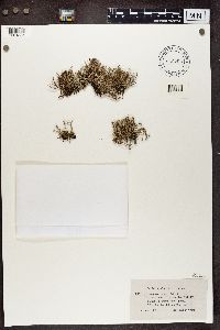 Cladonia furcata image