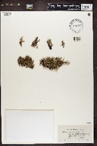 Cladonia furcata image