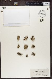 Cladonia symphycarpia image