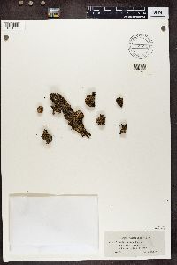 Cladonia chlorophaea image