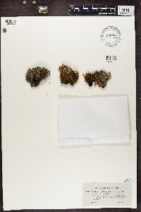 Cladonia portentosa image