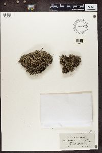 Cladonia portentosa image