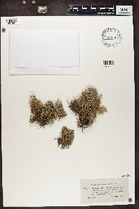 Cladonia portentosa image