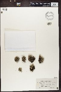 Cladina arbuscula subsp. mitis image
