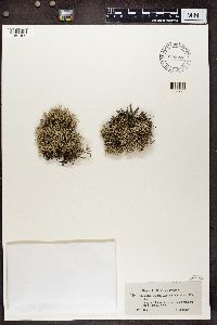 Cladina arbuscula subsp. mitis image