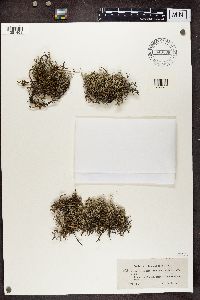 Cladina arbuscula subsp. mitis image