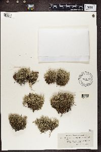 Cladina arbuscula subsp. mitis image