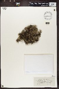 Cladina arbuscula subsp. mitis image