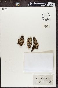 Cladonia parasitica image